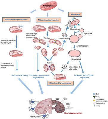 Abnormal Mitochondrial Quality Control in Neurodegenerative Diseases